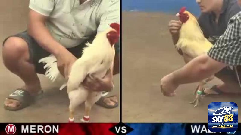 Hình thức đá gà philippines vs đá gà thomo